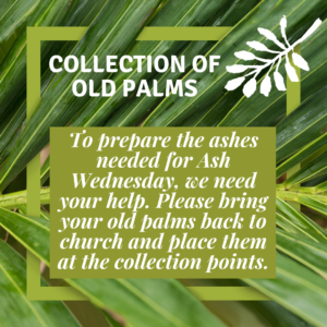 2024 Collection of Old Palms